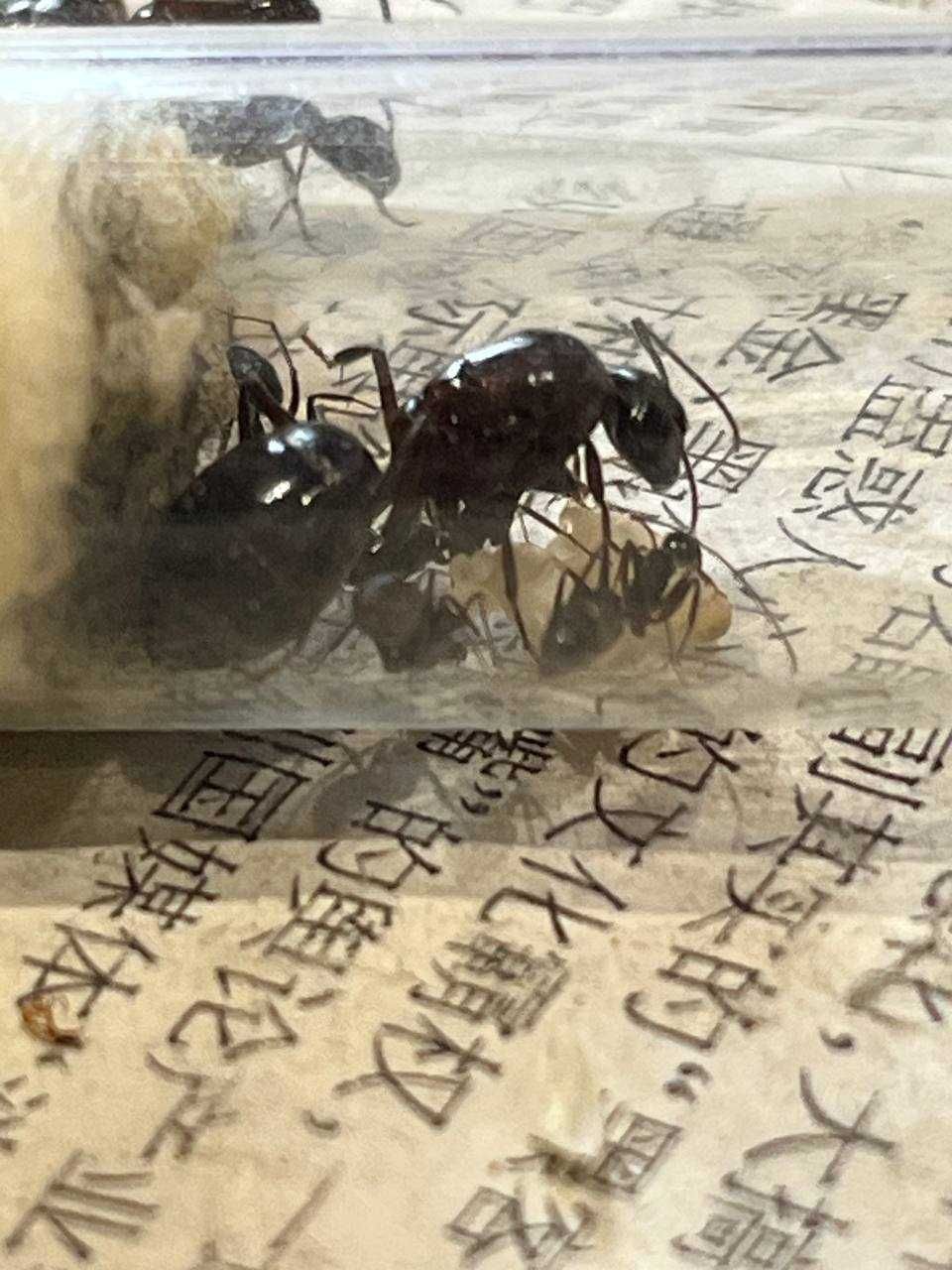 Экзотические муравьи Camponotus festai формикарий ферма
