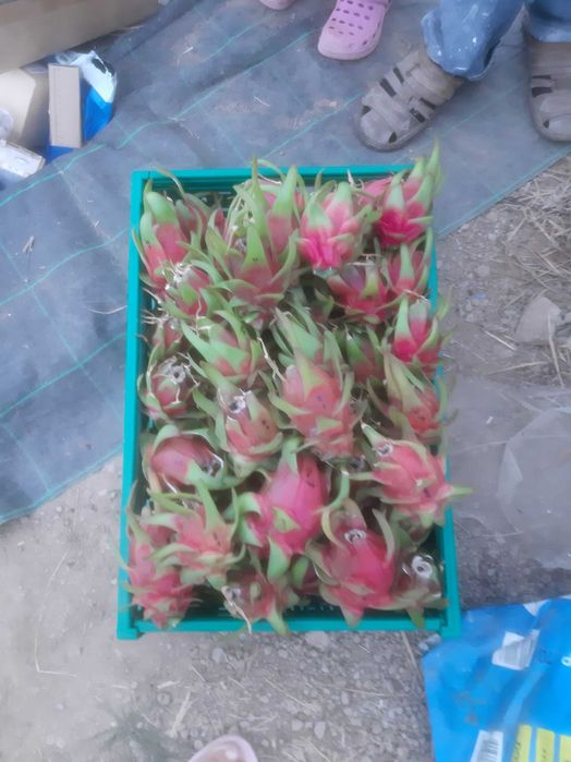 Fruta Dragão orgânica