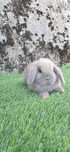 Coelho anão mini lop belier