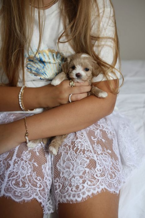 Дівчинка мальтіпу мікро ф1, мальтипу девочка микро, micro maltipoo f1