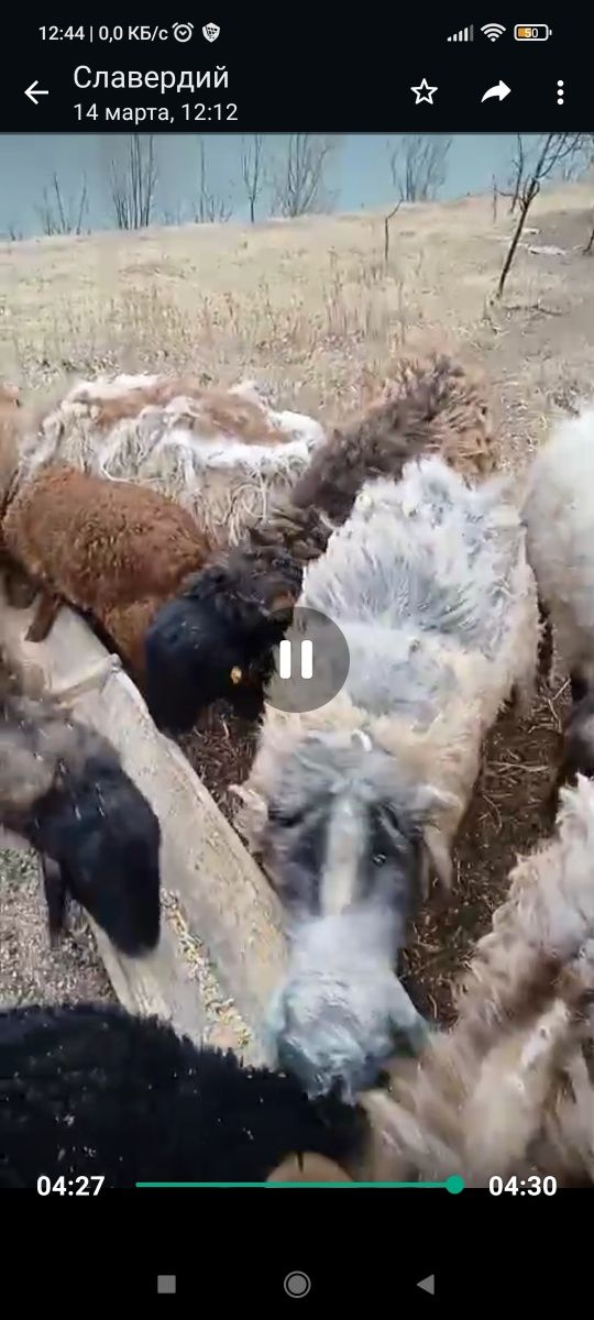 Курдючные овцематки производители