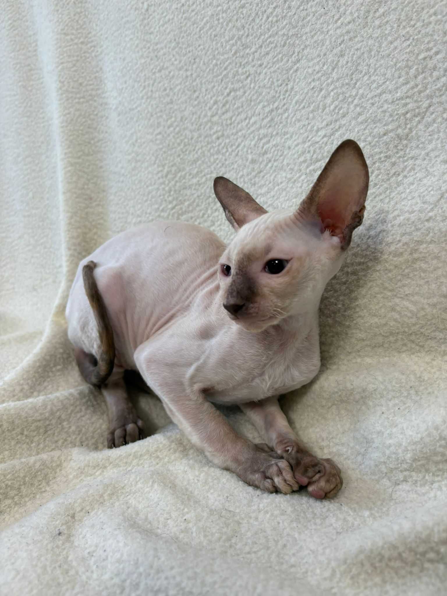 CORNISH REX - Dostępna kotka o imieniu VIKTORIA Hodowla: MatiMalwa*PL
