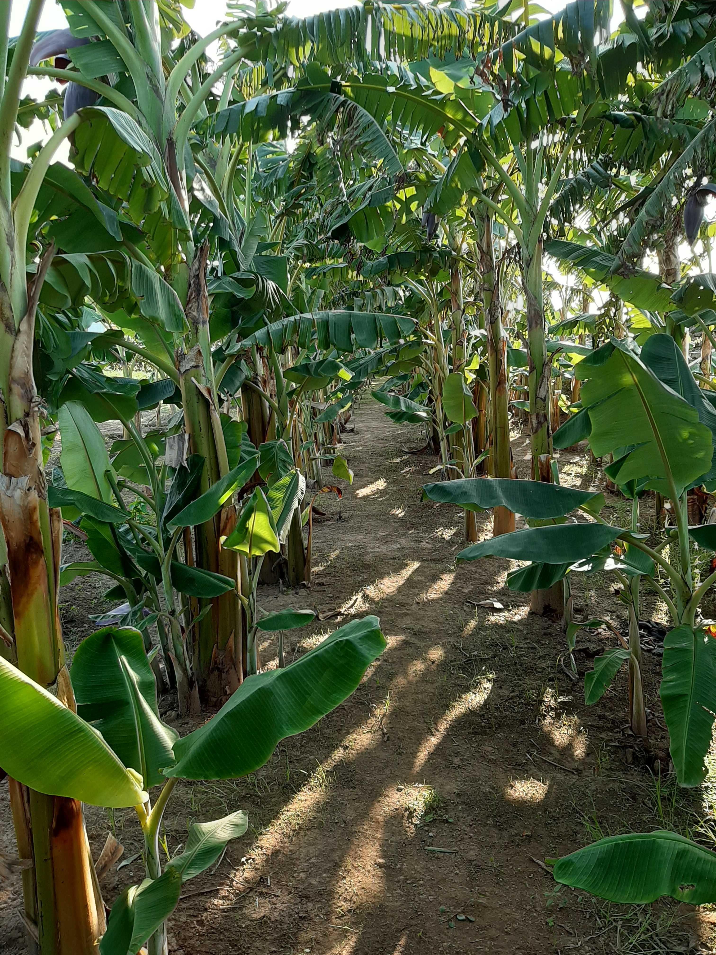 Venda de bananeiras
