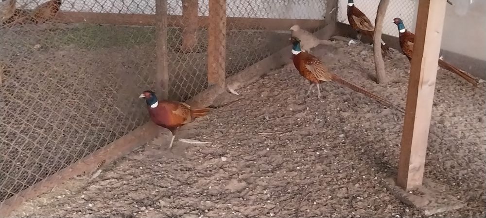 Samce Bażantów zwyczajnych