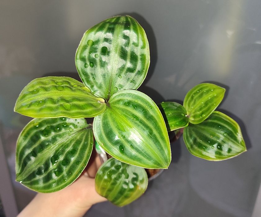 Geogenanthus peoppigii pięknie wybarwione falowane liście terrarium