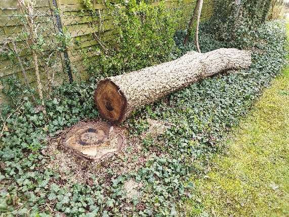 pień drzewa orzech włoski