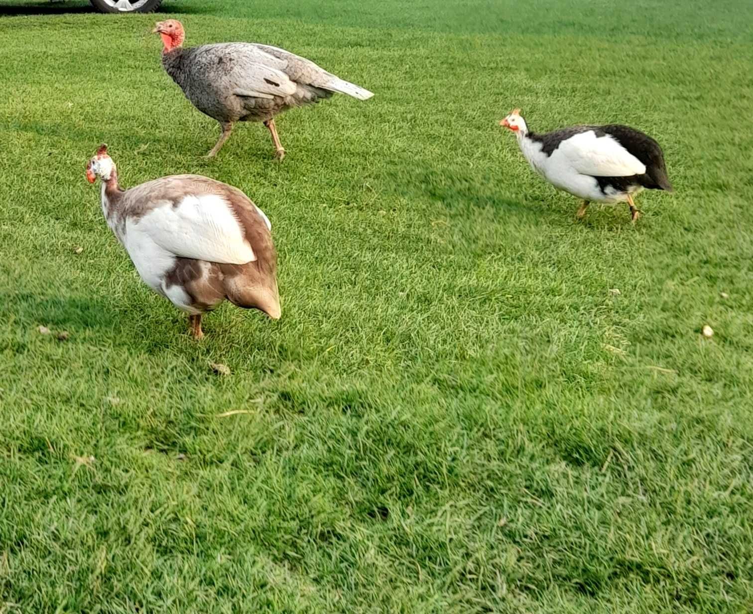Jaja lęgowe perliczek , perliczki  mocny szek i pinto