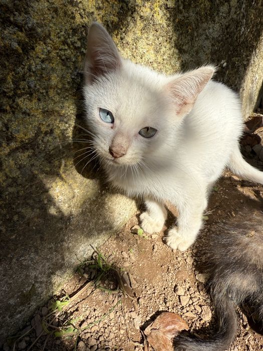 Gatinhos para dar