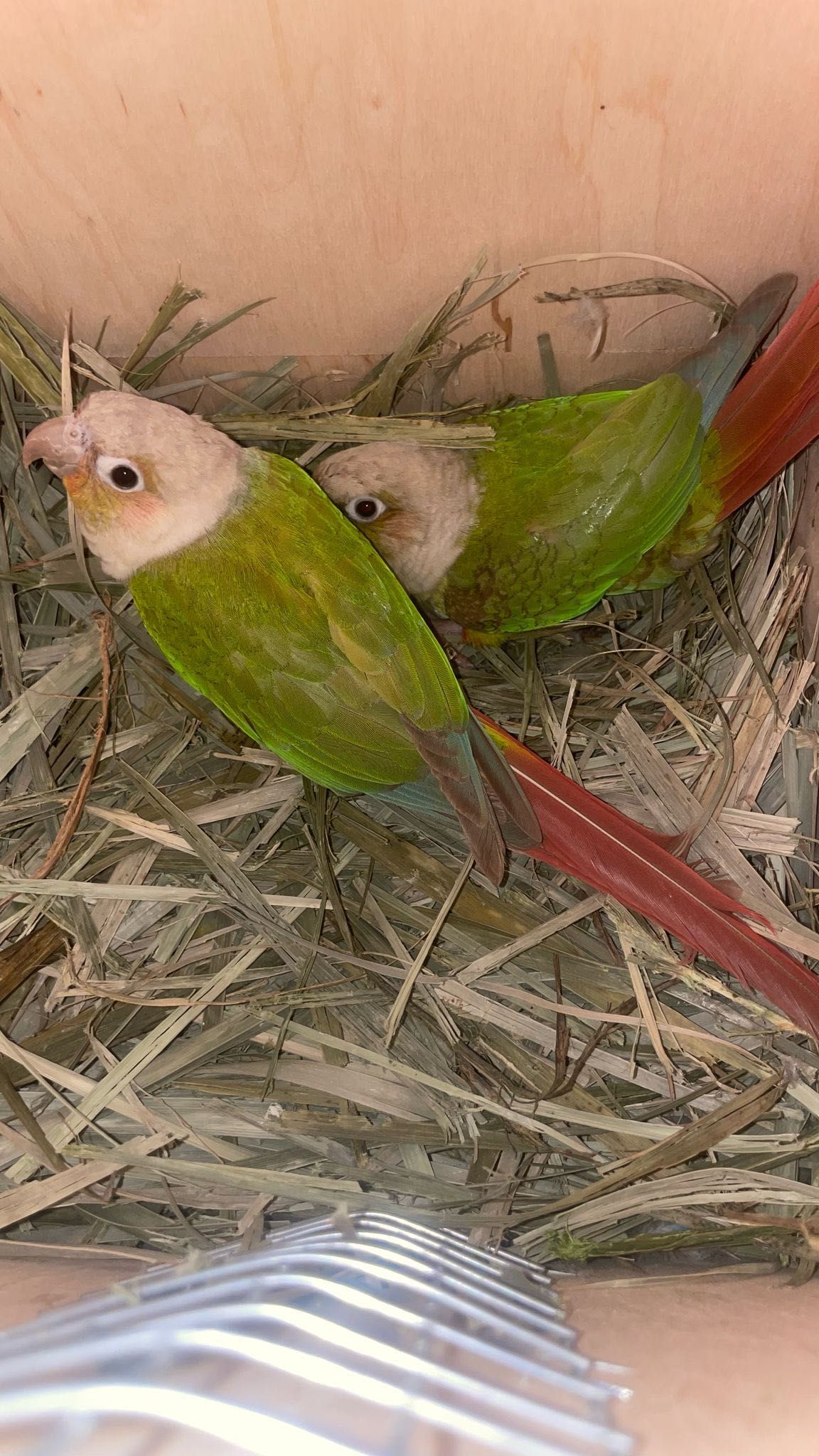 Troco lote de 21 aves reprodutoras/casais