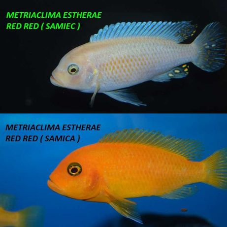 pyszczaki Metriaclima Estherae Red-Red