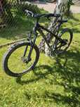 Dartmoor hornet 2021