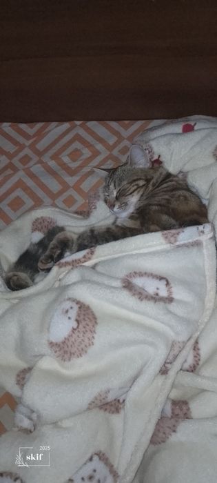 Шукаю2к квартира оренда