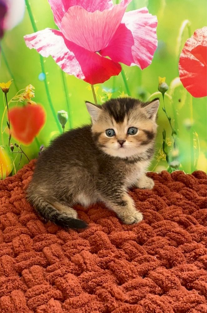 Котик британський тікірований шиншила