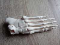 Lewa stopa kostek szkielet ciało człowieka Tajemnice ludzkiego ciała