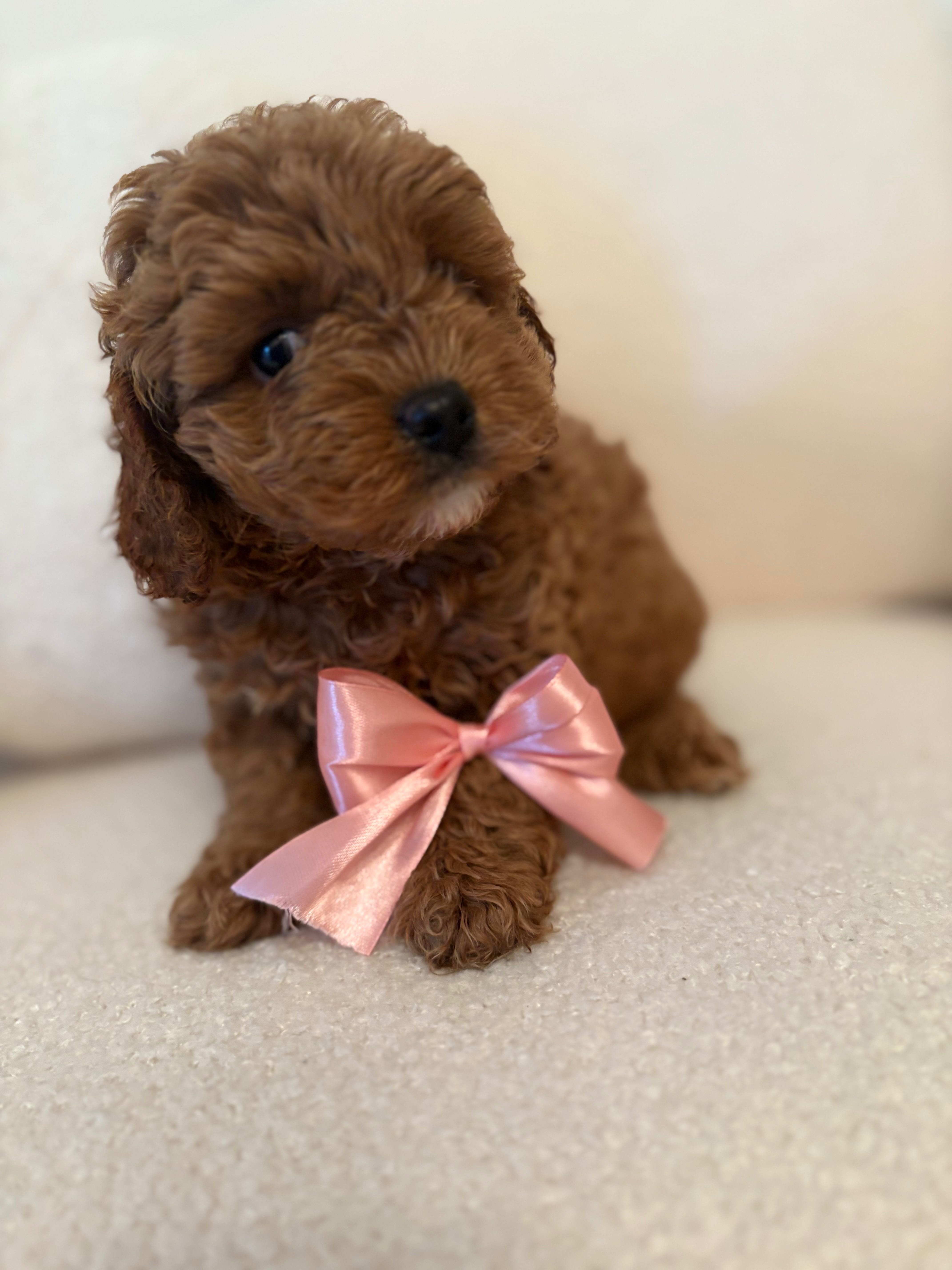 Cavapoo suczka red