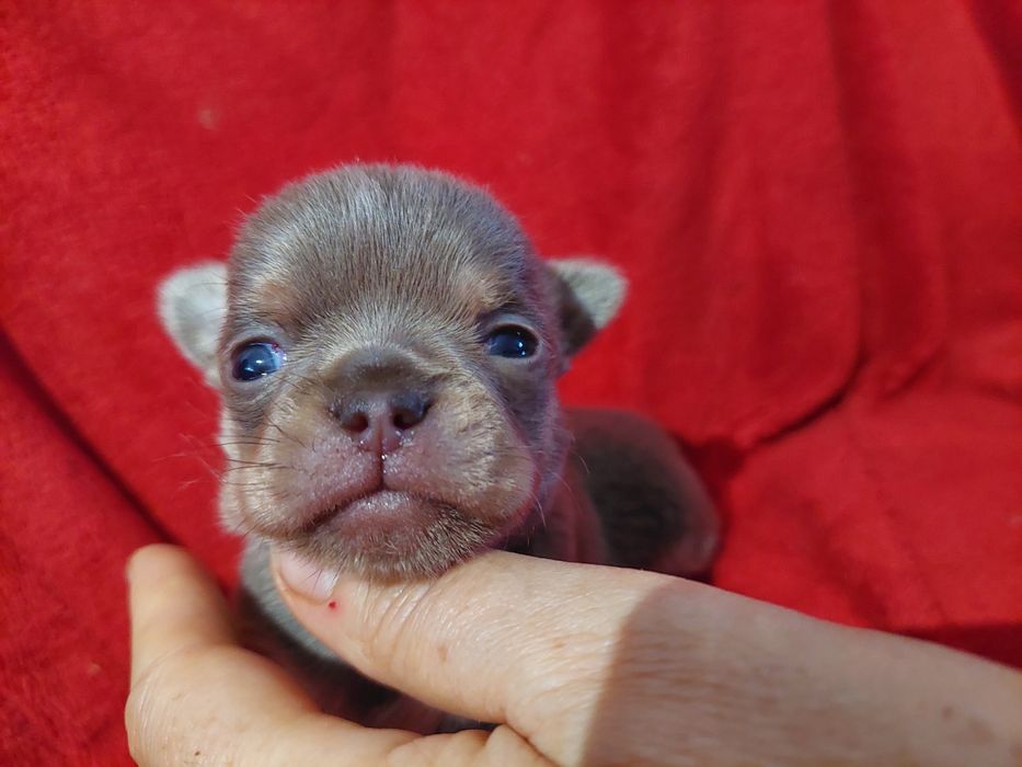 piesek chihuahua,liliowe cudo