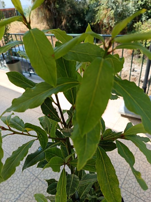 Vendo esta Planta que é um loureiro