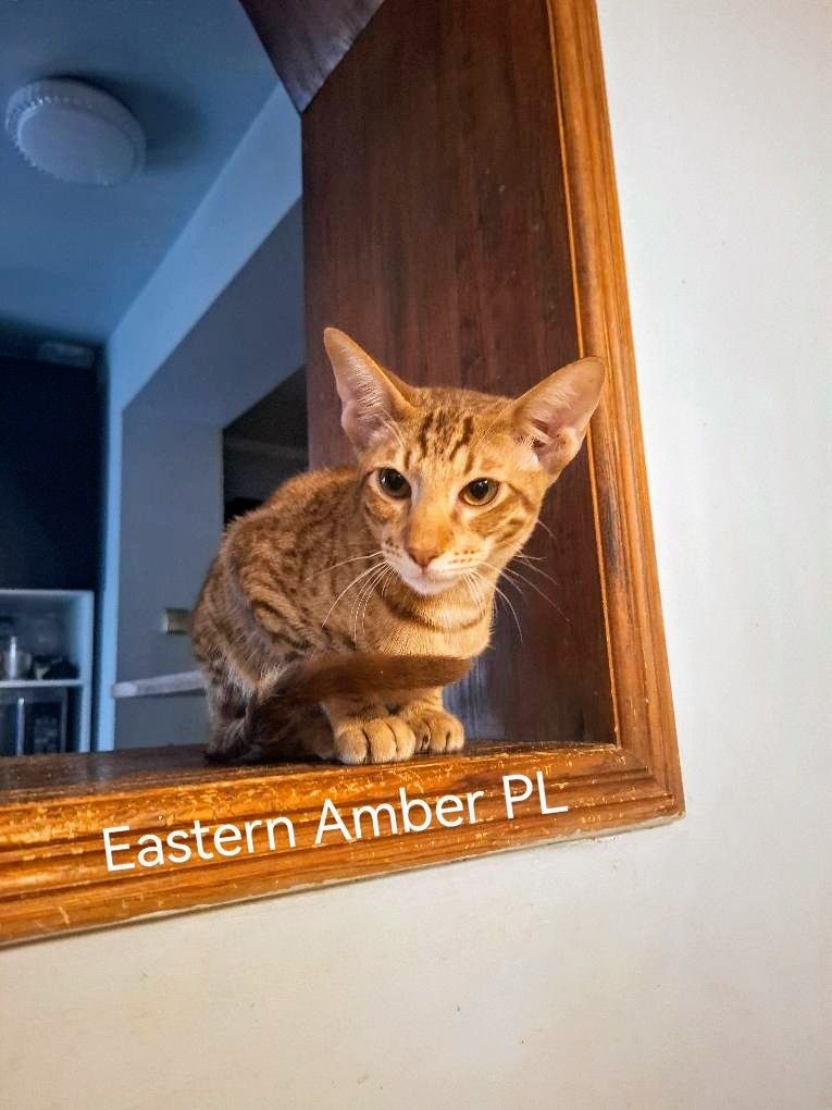Peterbald kocurek orientalny gotowy do zmiany domku