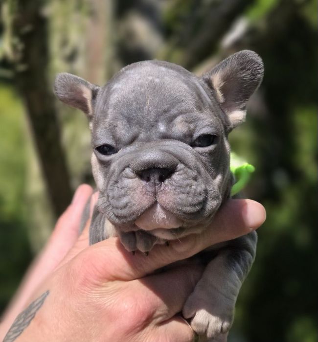 Мини биг роп и стандарт цветные бултдожки