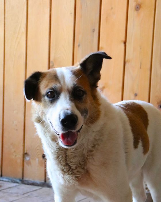 Gacunia szuka domku | 3-nogi