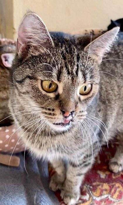 kotka FRANCISZKA szuka dla siebie niezwykłego, wyjątkowego domu