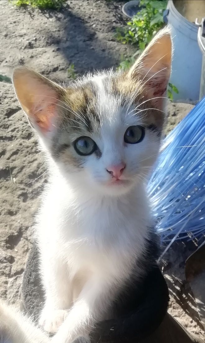 Котик хлопчик в добрі руки