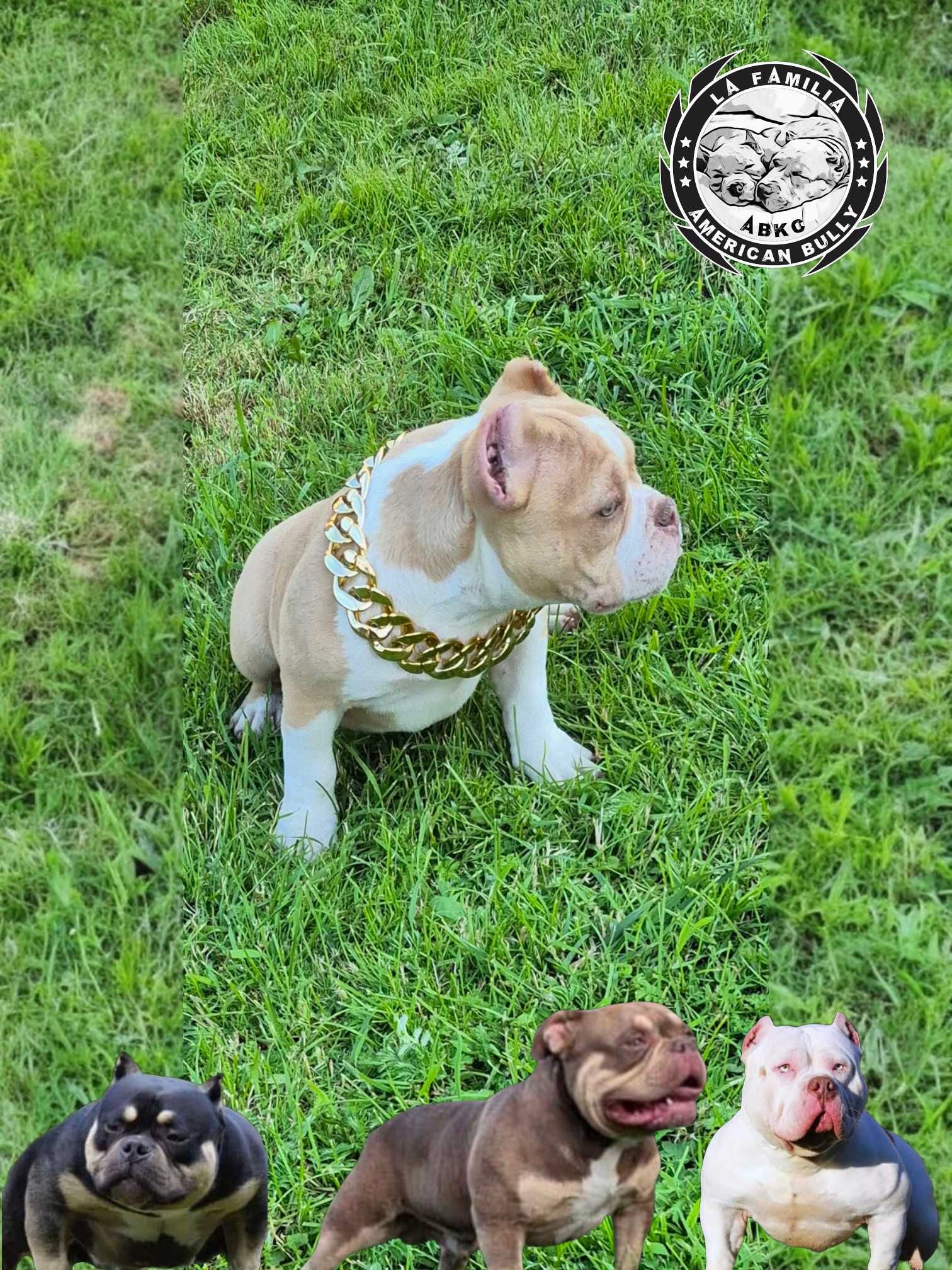 American bully abkc