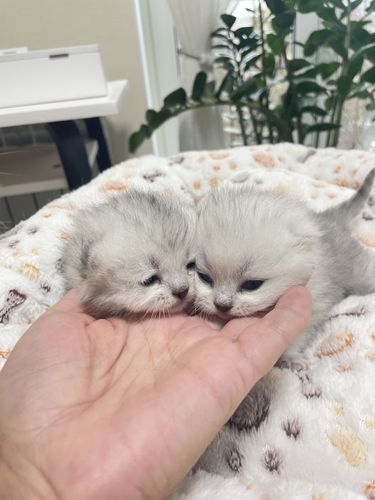 Серебриста шиншила