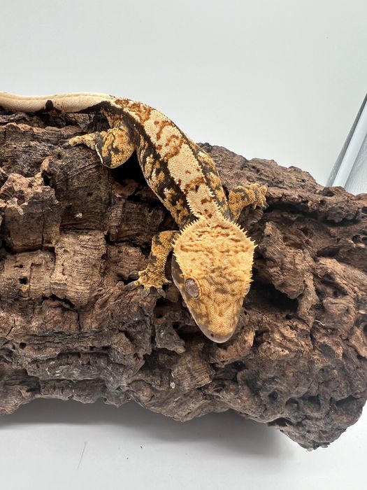 Gekon orzesiony, gekony orzesione z konpletnym wyposazeniem