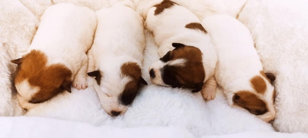 Jack Russell terrier - szczeniaki