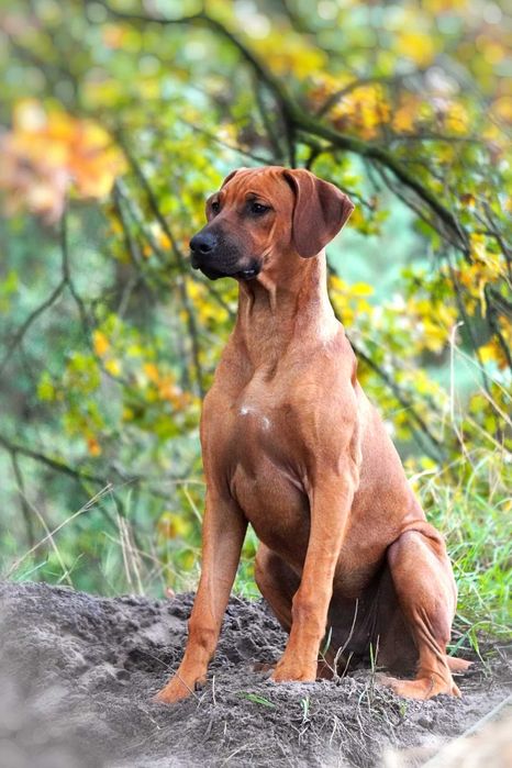 Suczka Rhodesian Ridgeback, szczenię KIBANDA