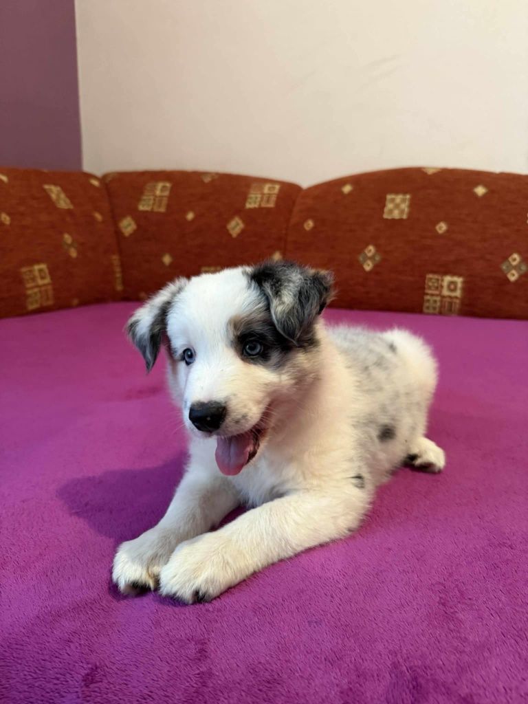Urocza sunia Border Collie