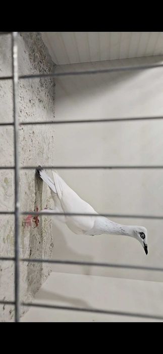 Srebrniak PDL samiec 2025r