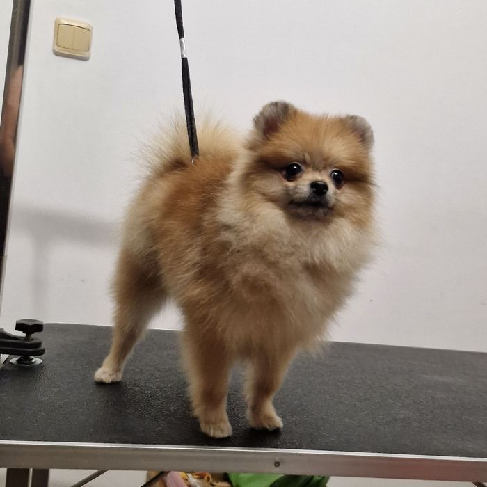 Pomeranian 100%. Orange