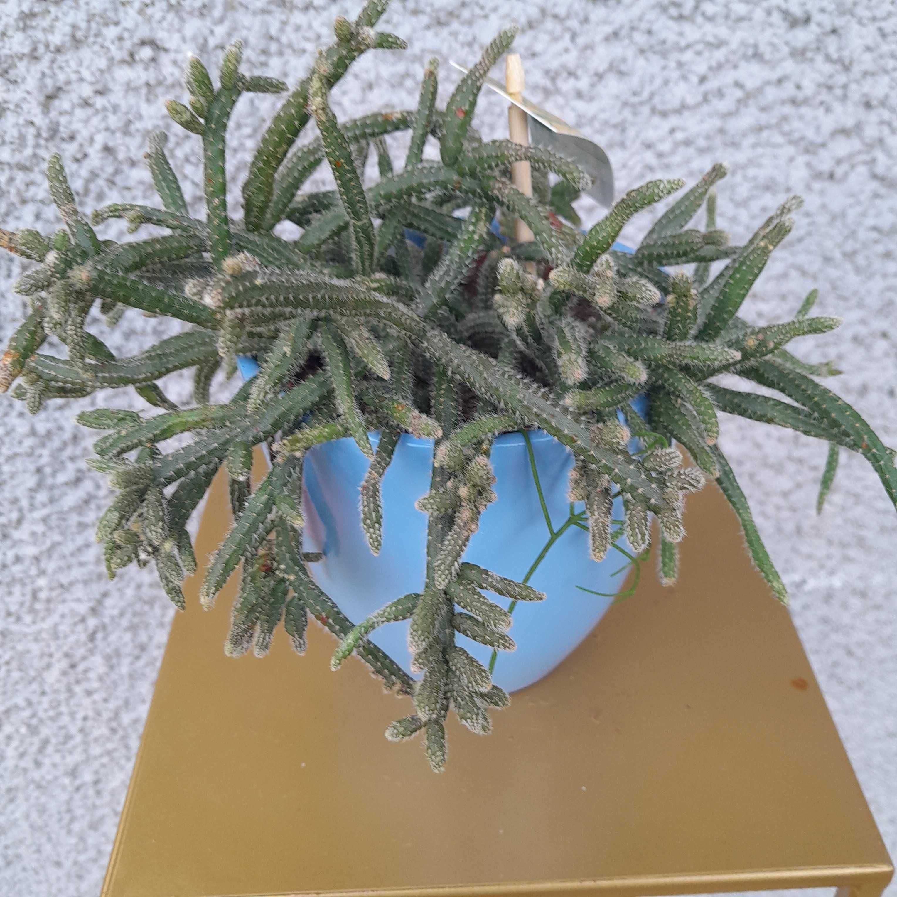 Rhipsalis patyczak