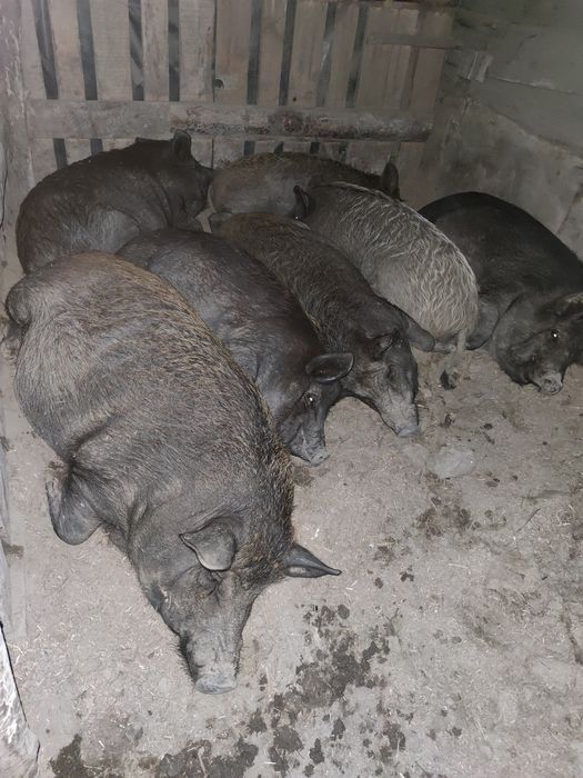 Продаю поросята породи кармали