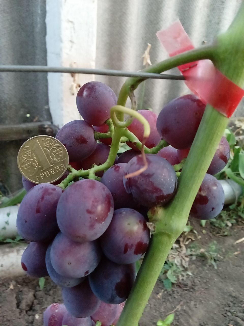 Продам саджанці винограду