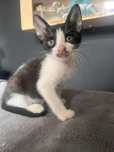 Adotar Gatinho bebé