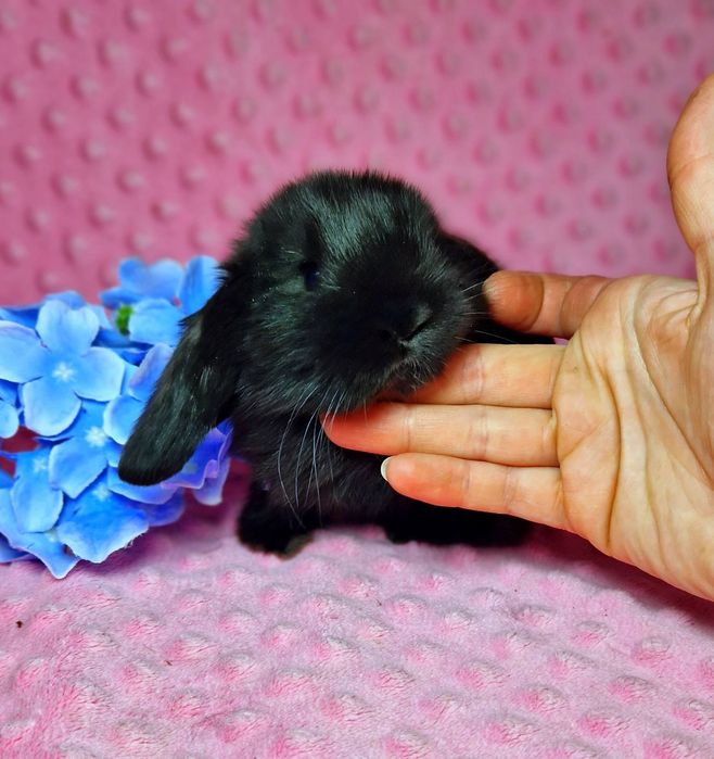 Карликовый мини кролик, Вислоухий баранчик mini lop