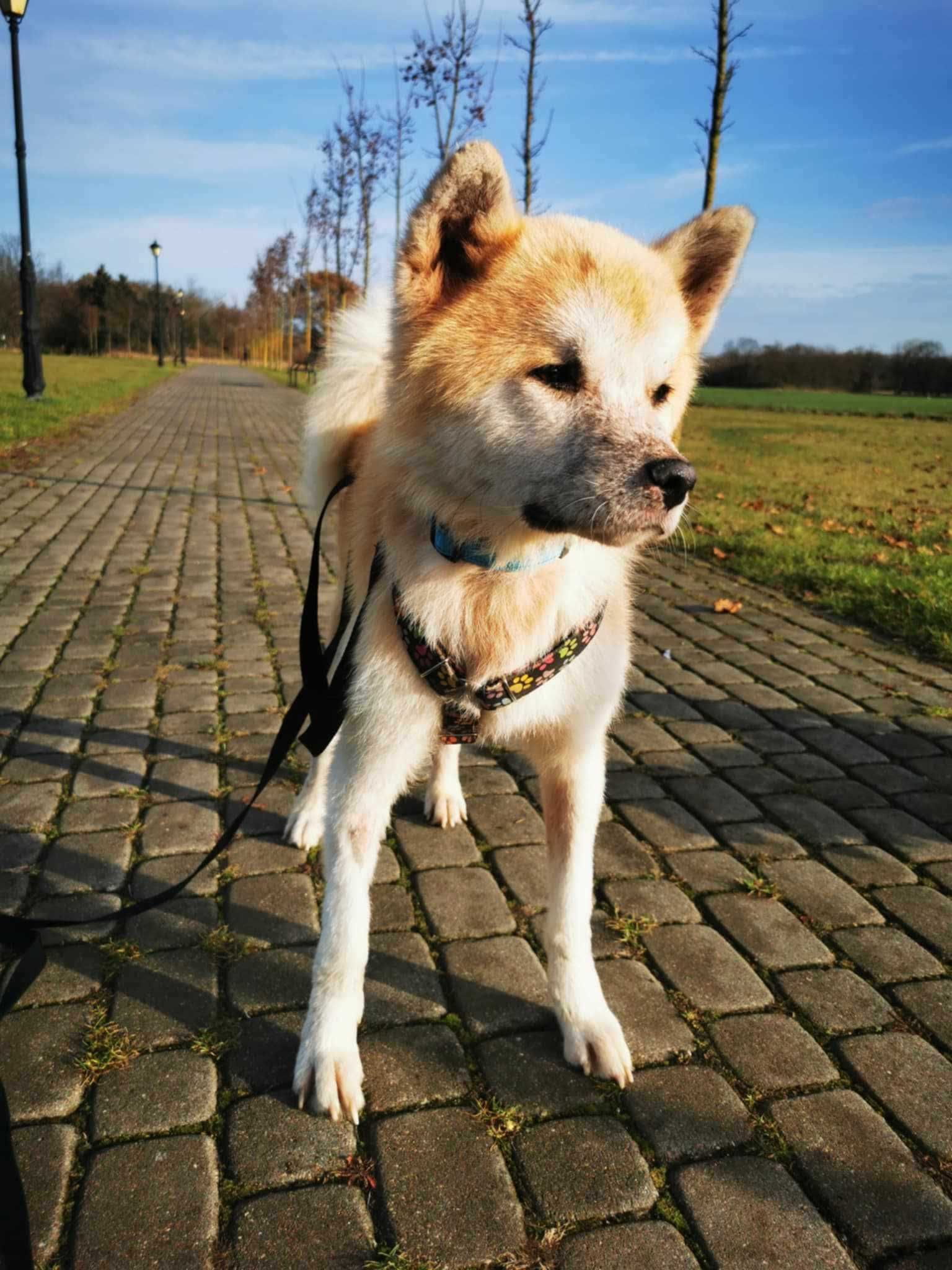 Akita do adopcji. Yuki szuka domu