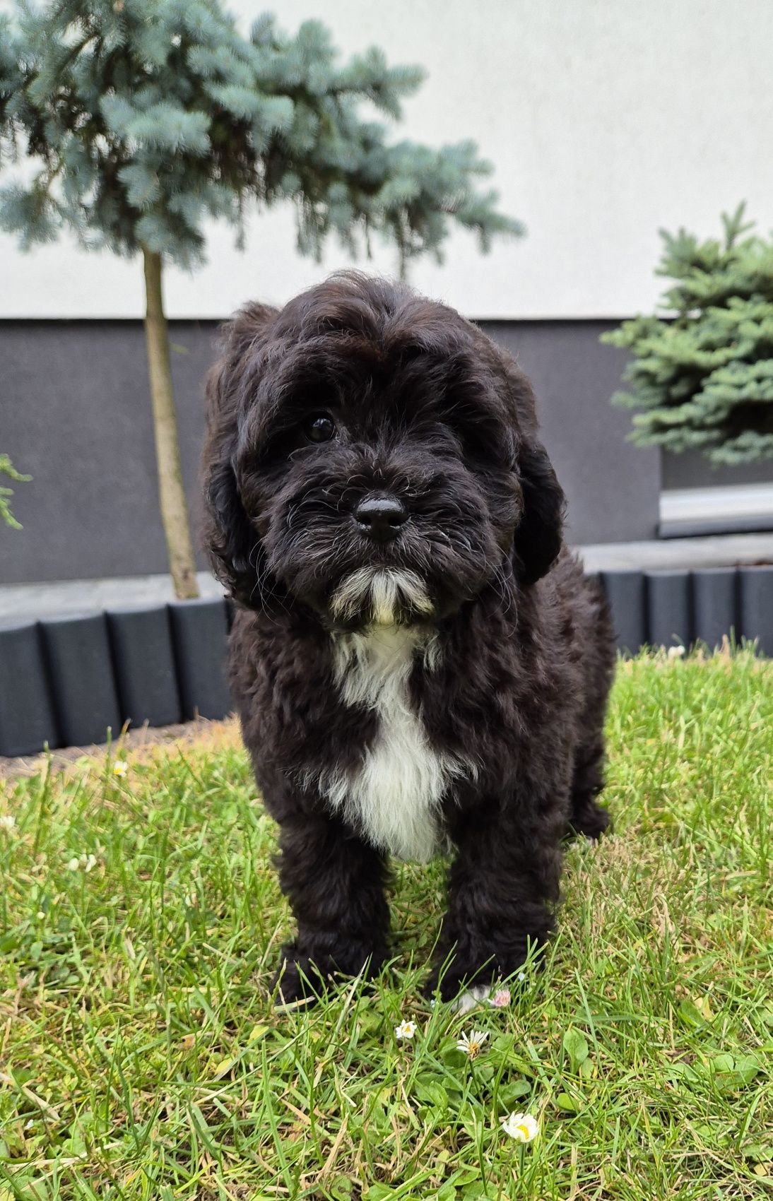 Shihpoo Samiec gotowy do odbioru