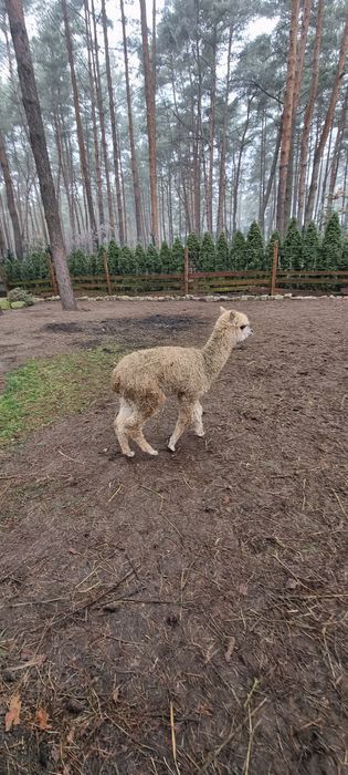 Alpaki samiec/samice