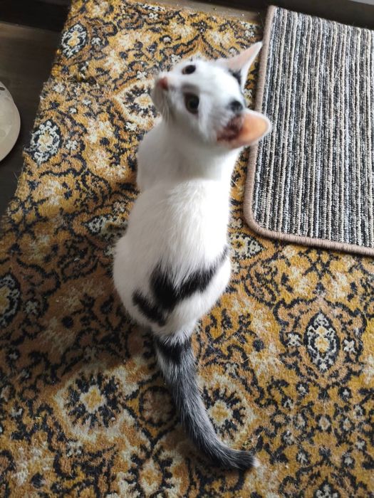 Spójrz w te oczy i podaruj dom. Wspaniałe koty czekają na Ciebie!