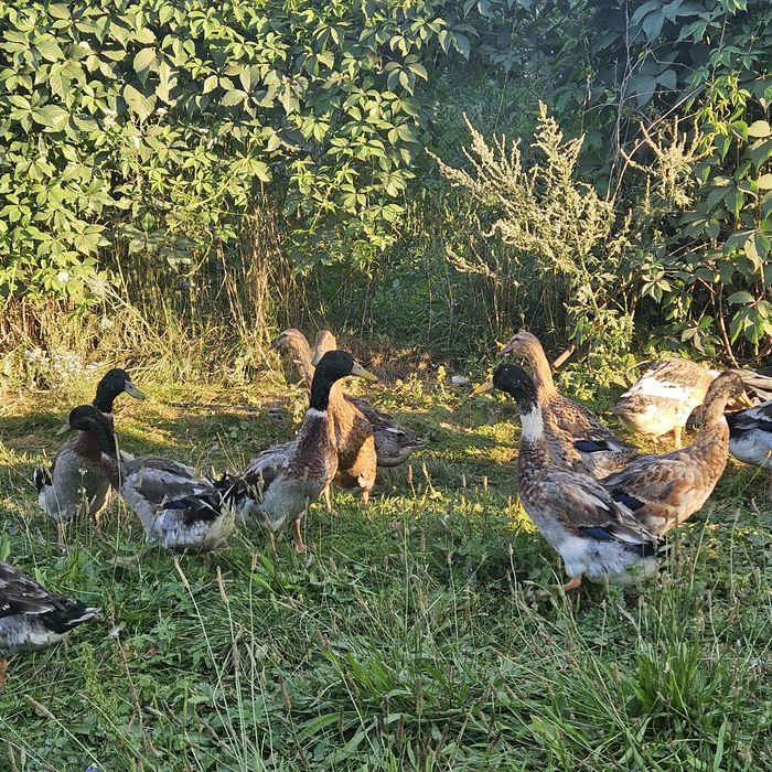 Sprzedam kaczki i kaczory