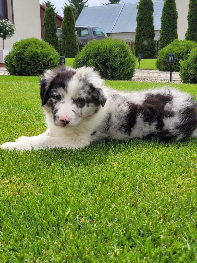 Border Collie Szczeniak