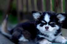 Chihuahua  linia Tajlandzka kolor huski