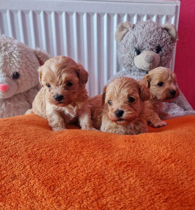 Śliczny piesek  ostatni Maltipoo pudel maltańczyk