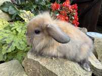 Króliki Miniaturki Mini Lop Teddy