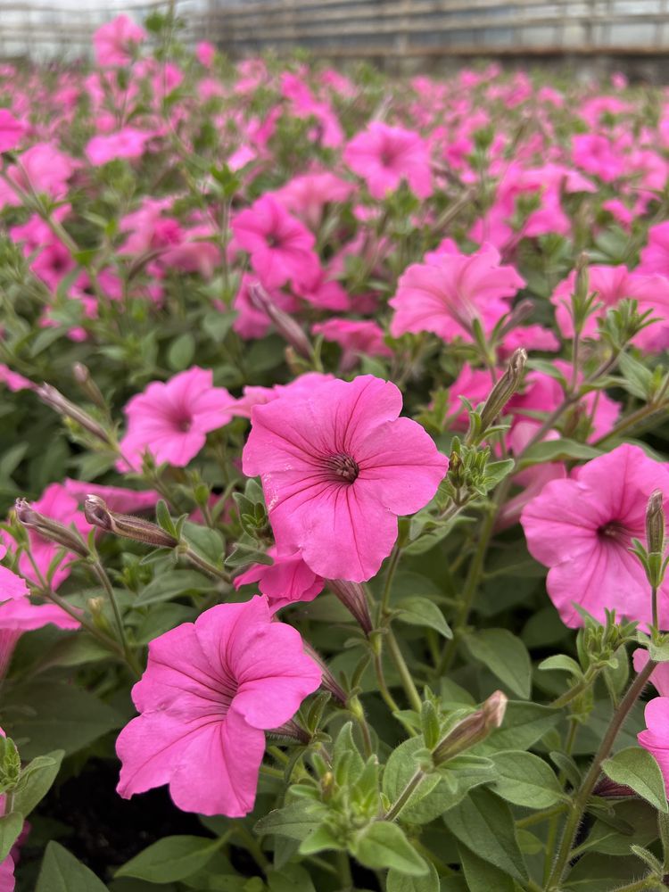 Supertunia Vista Bubblegum