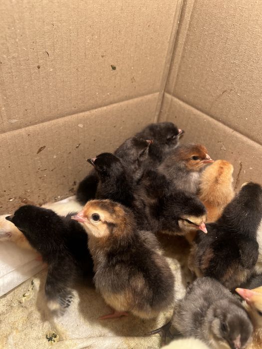 Добові  курчата амераукана